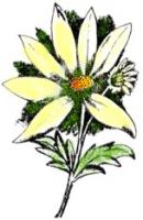 Marguerite